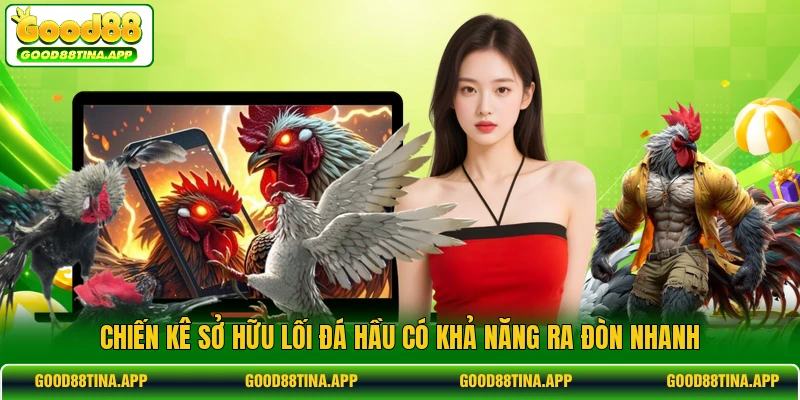 Chiến kê sở hữu lối đá hầu có khả năng ra đòn nhanh